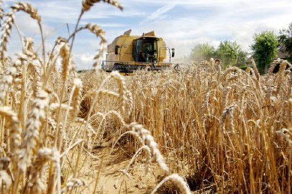 Recolta din 2013, la mâna Ministerului Agriculturii